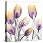 Sunrise Tulips 1-Albert Koetsier-Stretched Canvas