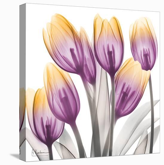 Sunrise Tulips 2-Albert Koetsier-Stretched Canvas