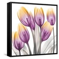 Sunrise Tulips 2-Albert Koetsier-Framed Stretched Canvas