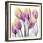 Sunrise Tulips 2-Albert Koetsier-Framed Premium Giclee Print