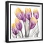 Sunrise Tulips 2-Albert Koetsier-Framed Premium Giclee Print