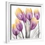 Sunrise Tulips 2-Albert Koetsier-Framed Premium Giclee Print