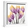 Sunrise Tulips 2-Albert Koetsier-Framed Art Print