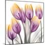 Sunrise Tulips 2-Albert Koetsier-Mounted Art Print