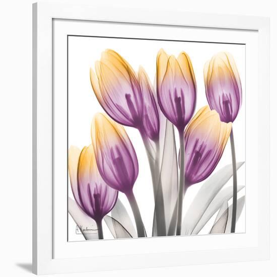 Sunrise Tulips 2-Albert Koetsier-Framed Art Print