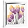 Sunrise Tulips 2-Albert Koetsier-Framed Art Print