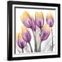 Sunrise Tulips 2-Albert Koetsier-Framed Art Print