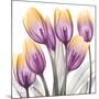 Sunrise Tulips 2-Albert Koetsier-Mounted Art Print