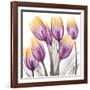 Sunrise Tulips 2-Albert Koetsier-Framed Art Print