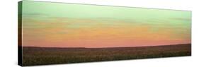 Sunrise with Bunny Holly-James W. Johnson-Stretched Canvas