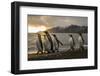 Sunrise with marching king penguins on the beach of St. Andrews Bay, South Georgia Islands.-Tom Norring-Framed Photographic Print