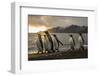 Sunrise with marching king penguins on the beach of St. Andrews Bay, South Georgia Islands.-Tom Norring-Framed Photographic Print