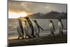 Sunrise with marching king penguins on the beach of St. Andrews Bay, South Georgia Islands.-Tom Norring-Mounted Photographic Print