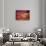 Sunrise-Ursula Abresch-Stretched Canvas displayed on a wall