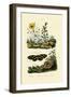 Sunrose, 1833-39-null-Framed Giclee Print