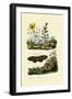 Sunrose, 1833-39-null-Framed Giclee Print