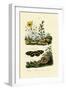 Sunrose, 1833-39-null-Framed Giclee Print