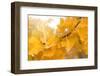 Suns Have Gone-Philippe Sainte-Laudy-Framed Premium Photographic Print