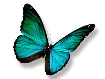 Morpho Blue Butterfly on Dark Blue Background-suns_luck-Art Print