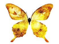 Golden Butterfly , Isolated on White-suns07butterfly-Laminated Art Print