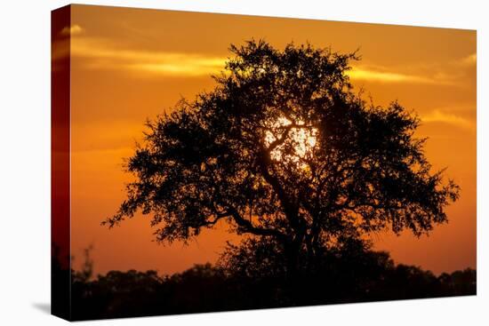 Sunset and Acacia Tree, Kruger National Park, South Africa-Paul Souders-Stretched Canvas