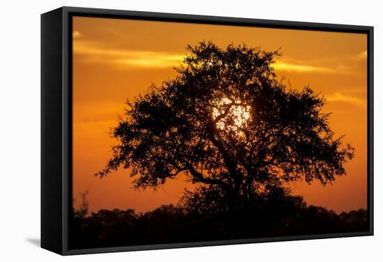 Sunset and Acacia Tree, Kruger National Park, South Africa-Paul Souders-Framed Stretched Canvas