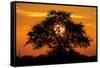 Sunset and Acacia Tree, Kruger National Park, South Africa-Paul Souders-Framed Stretched Canvas