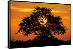 Sunset and Acacia Tree, Kruger National Park, South Africa-Paul Souders-Framed Stretched Canvas
