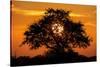 Sunset and Acacia Tree, Kruger National Park, South Africa-Paul Souders-Stretched Canvas