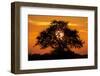 Sunset and Acacia Tree, Kruger National Park, South Africa-Paul Souders-Framed Premium Photographic Print