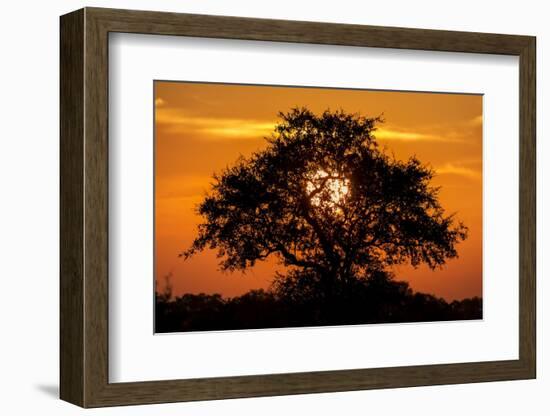 Sunset and Acacia Tree, Kruger National Park, South Africa-Paul Souders-Framed Photographic Print