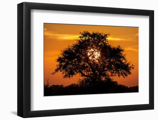 Sunset and Acacia Tree, Kruger National Park, South Africa-Paul Souders-Framed Photographic Print