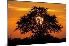 Sunset and Acacia Tree, Kruger National Park, South Africa-Paul Souders-Mounted Photographic Print