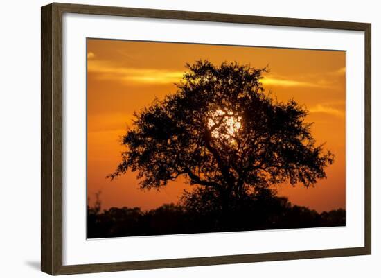 Sunset and Acacia Tree, Kruger National Park, South Africa-Paul Souders-Framed Photographic Print