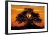 Sunset and Acacia Tree, Kruger National Park, South Africa-Paul Souders-Framed Photographic Print