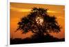 Sunset and Acacia Tree, Kruger National Park, South Africa-Paul Souders-Framed Photographic Print