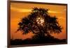 Sunset and Acacia Tree, Kruger National Park, South Africa-Paul Souders-Framed Photographic Print