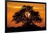 Sunset and Acacia Tree, Kruger National Park, South Africa-Paul Souders-Framed Photographic Print