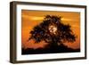 Sunset and Acacia Tree, Kruger National Park, South Africa-Paul Souders-Framed Photographic Print