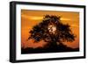 Sunset and Acacia Tree, Kruger National Park, South Africa-Paul Souders-Framed Photographic Print