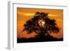 Sunset and Acacia Tree, Kruger National Park, South Africa-Paul Souders-Framed Photographic Print