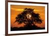 Sunset and Acacia Tree, Kruger National Park, South Africa-Paul Souders-Framed Photographic Print