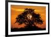 Sunset and Acacia Tree, Kruger National Park, South Africa-Paul Souders-Framed Photographic Print