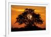 Sunset and Acacia Tree, Kruger National Park, South Africa-Paul Souders-Framed Photographic Print