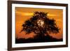 Sunset and Acacia Tree, Kruger National Park, South Africa-Paul Souders-Framed Photographic Print