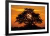 Sunset and Acacia Tree, Kruger National Park, South Africa-Paul Souders-Framed Photographic Print