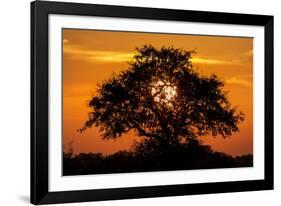 Sunset and Acacia Tree, Kruger National Park, South Africa-Paul Souders-Framed Photographic Print