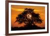 Sunset and Acacia Tree, Kruger National Park, South Africa-Paul Souders-Framed Photographic Print