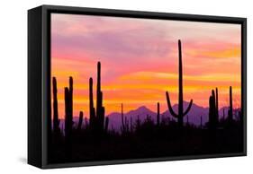 Sunset and Cactus Photograph-Lantern Press-Framed Stretched Canvas