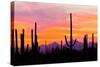 Sunset and Cactus Photograph-Lantern Press-Stretched Canvas